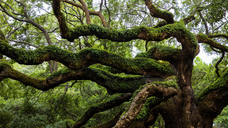 The Angel Oak on Johns Island in South Carolina