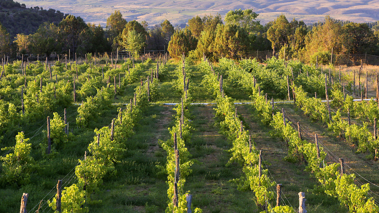 A vineyard in Paonia with Colorado's hills in the background