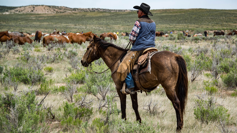 A man on horse back in a prairie