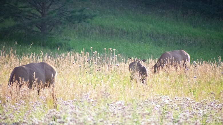 Wild elk standing in a field of tall green grass in the sun in Evergreen, CO