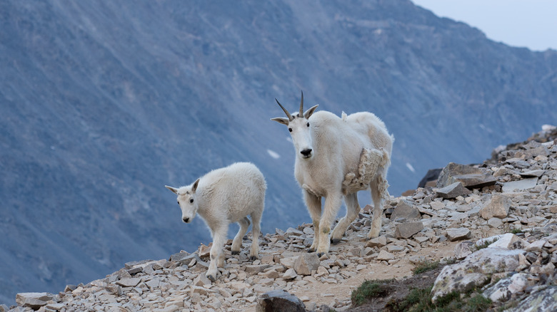 goats on the trail to Quandary Peak 