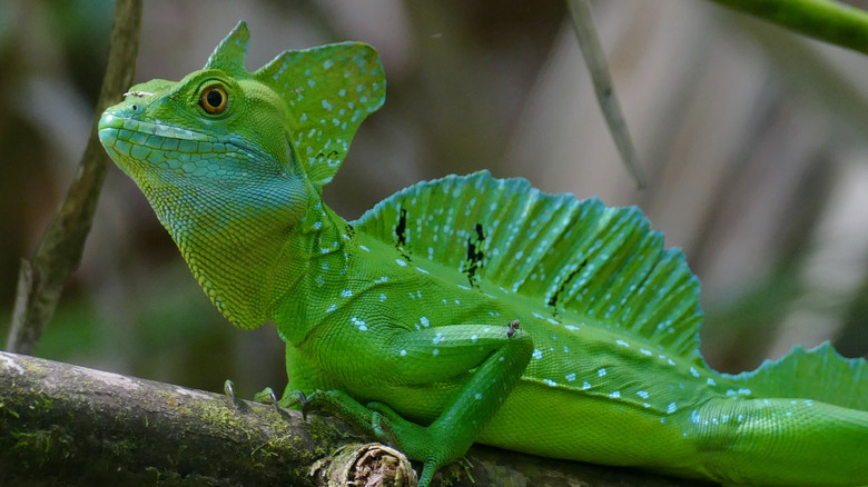 Green basilisk on branch on Costa Rica's Bogarin Trail