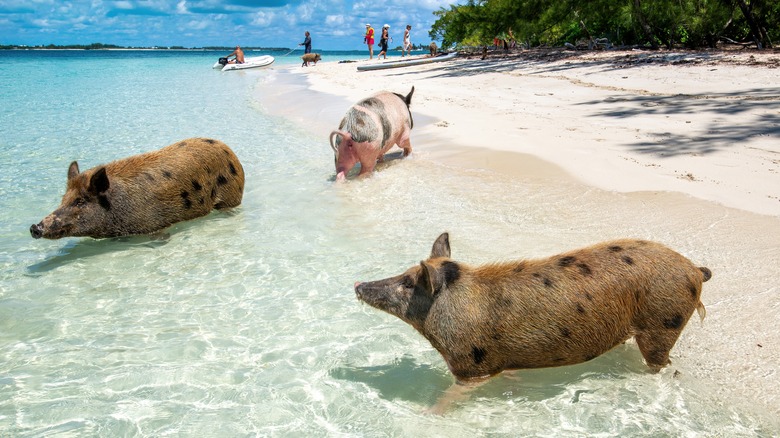 Three pigs wading into the water on a beach