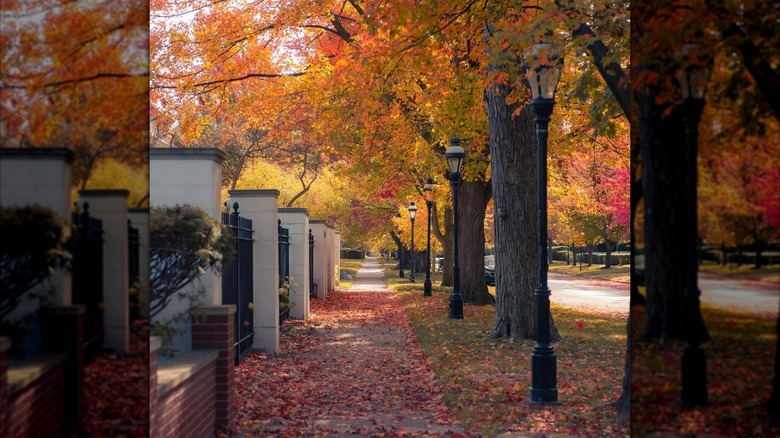 Colorful trees along Indian Village sidewalk