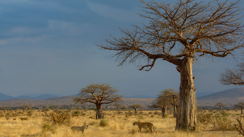 Ruaha National Park in Tanzania landscape with lions