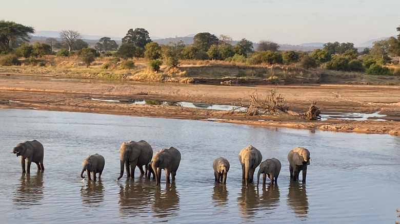 Elephants crossing the Great Ruaha River