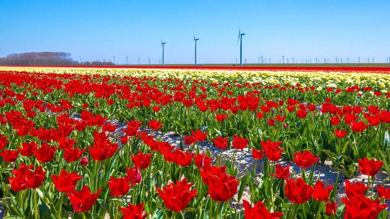 Fields of red and yellow tulips with tall windmills in background