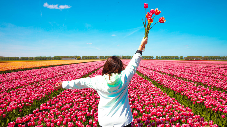 woman in white shirt raising a bouquet of pink tulips over a filed full of pink and yellow tulips