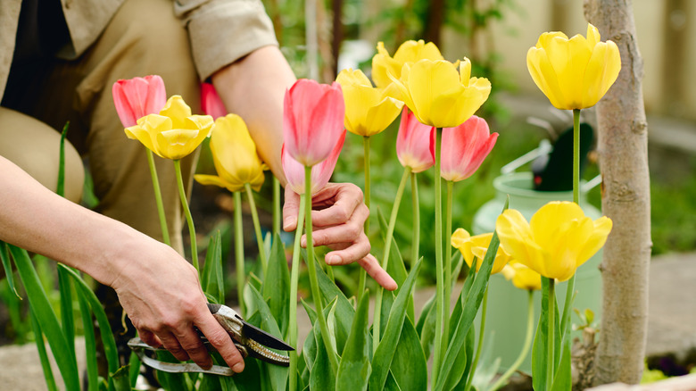 A gardener cuts pink and yellow tulips with garden shears