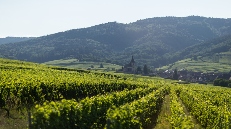 Vineyard on the slope near Eguisheim, France