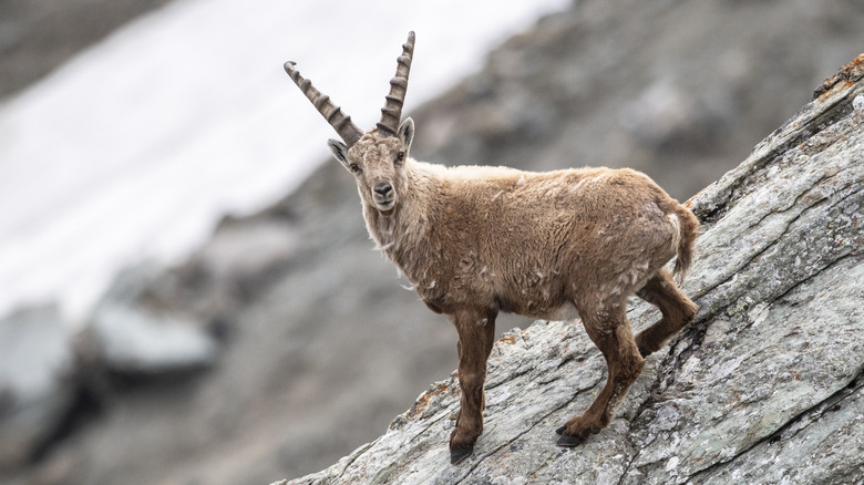 An Alpine Apex in Hohe Tauern