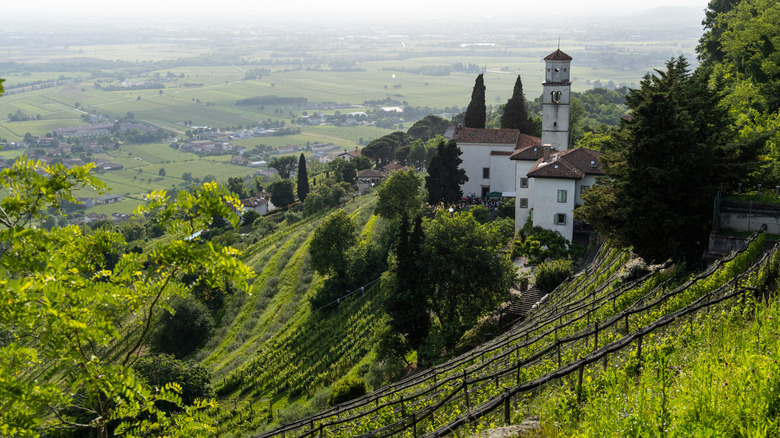 Vineyards skirt around the Collio hills in Italy