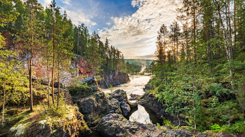 rapids and pines in Oulanka National Park