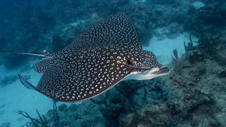 An eagle ray swims through a reef near Looe Key, Florida