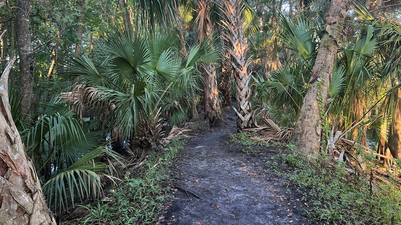 A trail going through the woods