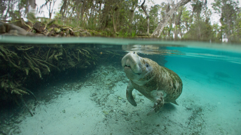 A manatee in Crystal River Preserve State Park