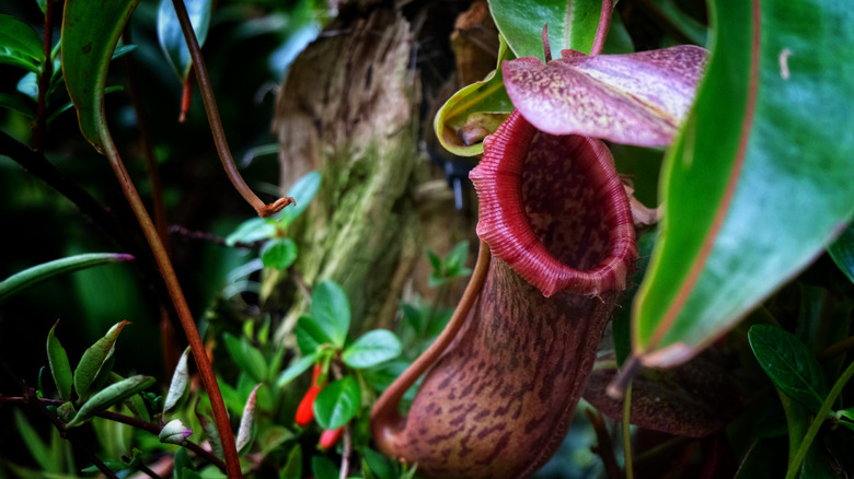 A pitcher plant growing in a wild habitat