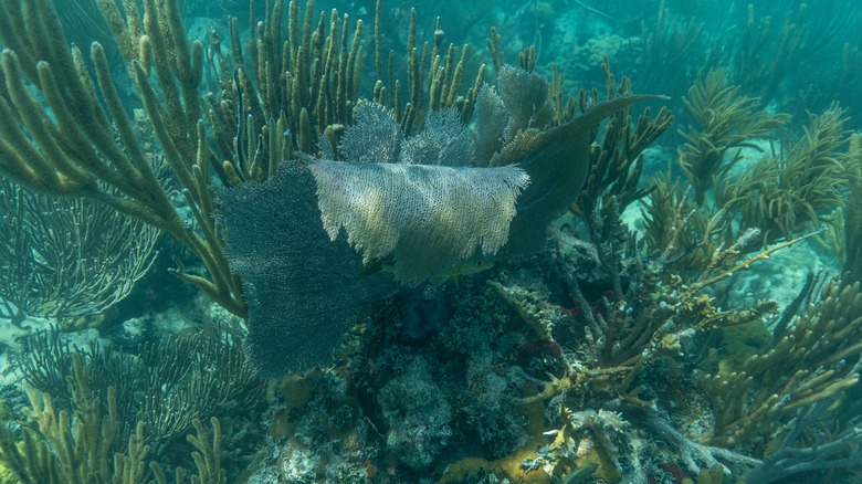 Coral reefs at Biscayne Bay National Park 