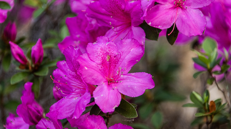 Azalea flowers blooming at Ravine Gardens State Park, Palatka, Florida