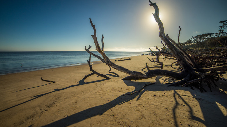 Wood and sandy beach in front of ocean at Boneyard Beach, Big Talbot Island State Park