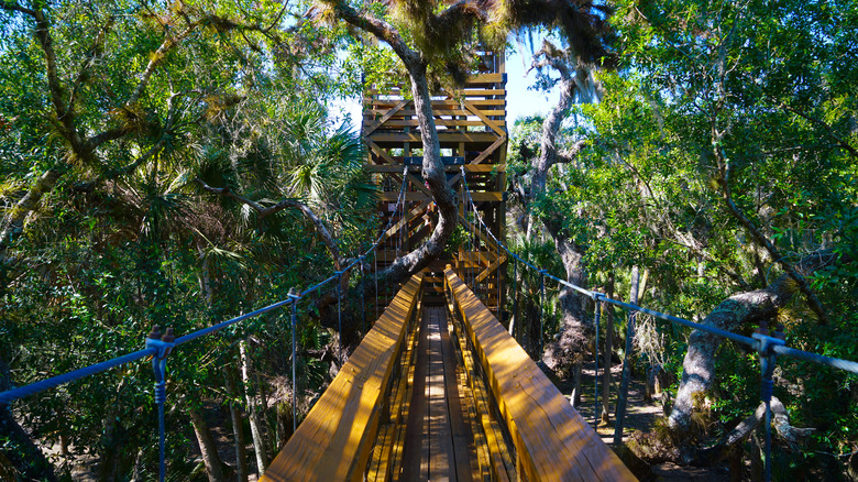 Aerial obstacle course suspension bridge in tree canopy
