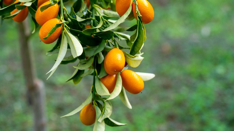 Kumquat branch with orange fruit and green leaves