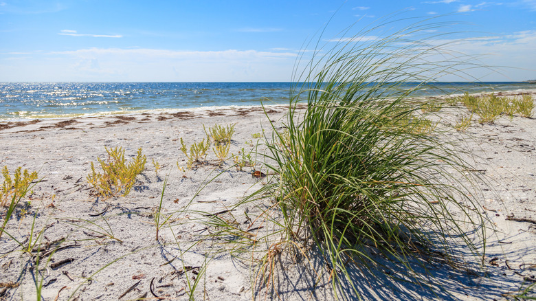The beach at Cayo Costa State Park