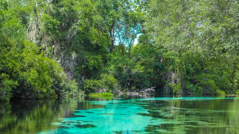 Clear waters of the Weeki Wachee River wind through forested wetlands