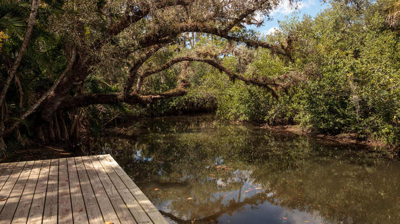 A dock by a river with tropical hammock