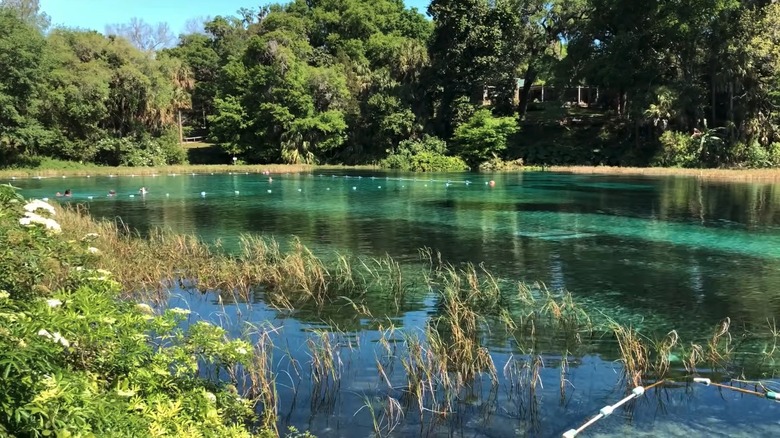 Swimming area surrounded by trees