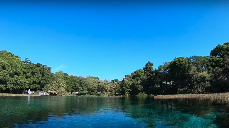 Tropical swimming around among trees