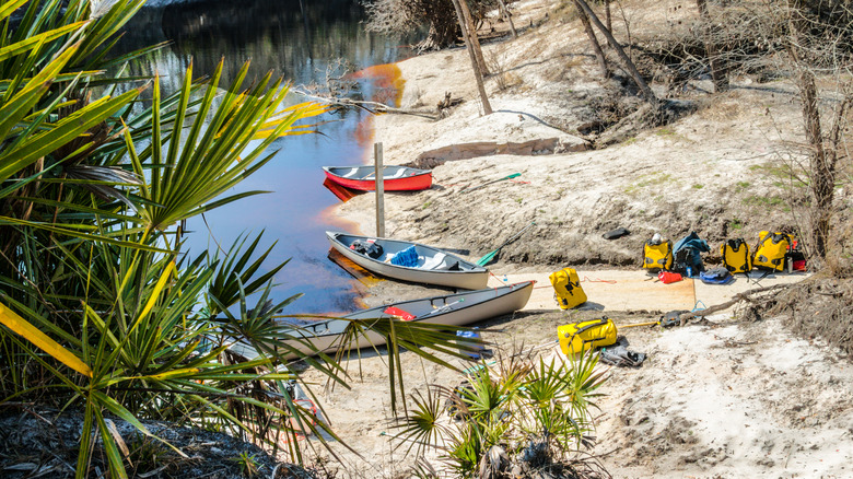 Canoes on edge of Suwannee River