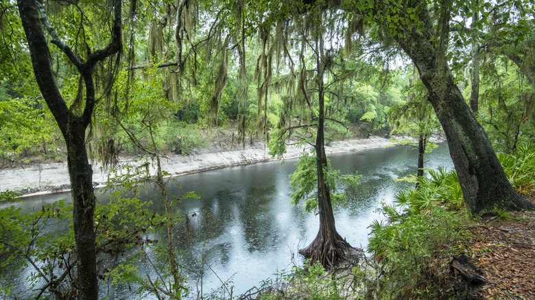 Suwannee River in Florida