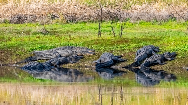 Alligators at Myakka River State Park