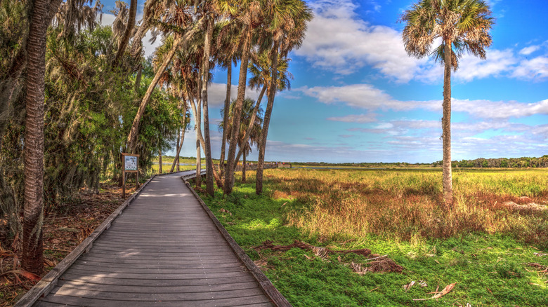 A boardwalk elevated over a wetland in Myakka River State Park