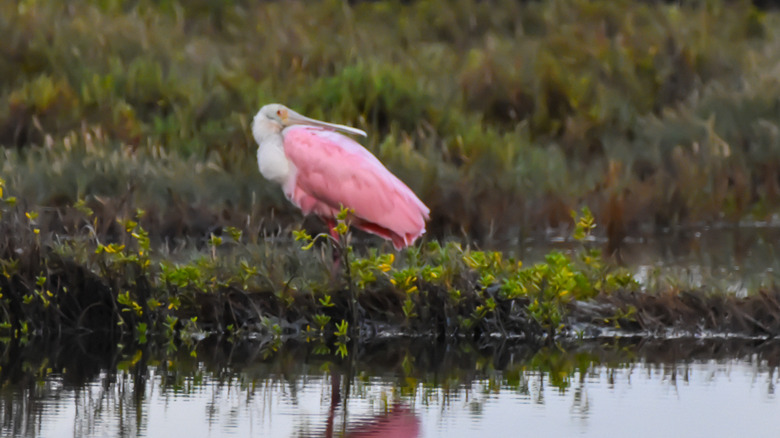 Roseate spoonbill resting in marshland