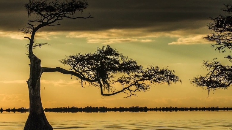 Trees on Blue Cypress Preserve