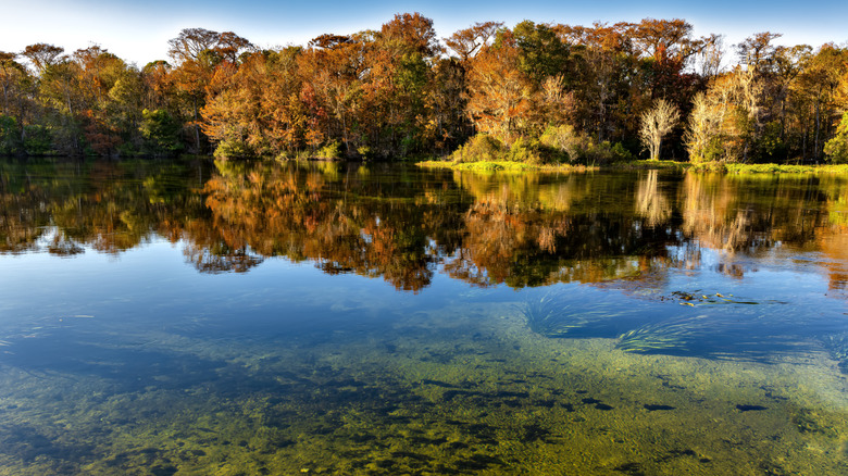 View of Edward Ball Wakulla Springs State Park, the world's largest and deepest freshwater springs.