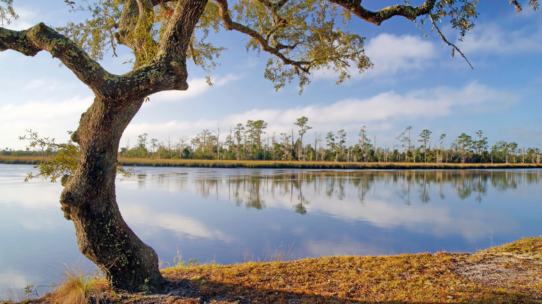 Shrubby Saw Palmetto at the Ochlockonee River State Park in the Florida Panhandle.