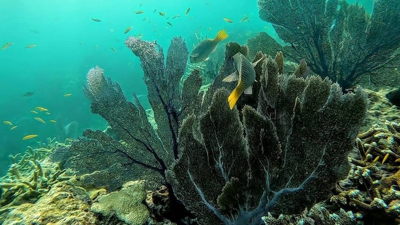 Coral reef with fish swimming around it