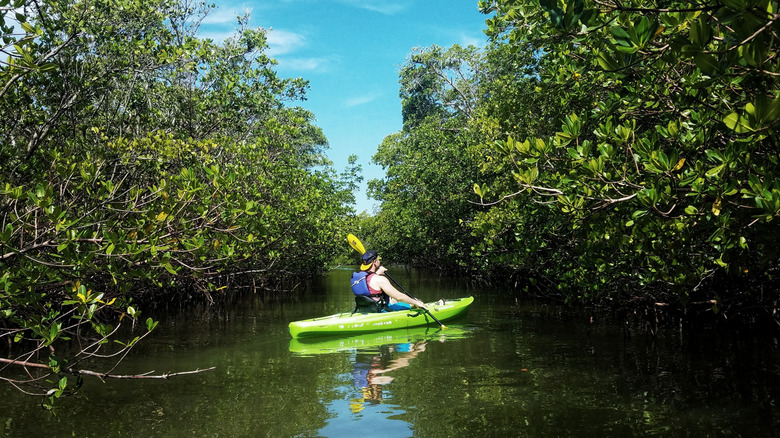 Kayaking through mangroves of Barefoot Beach Reserve