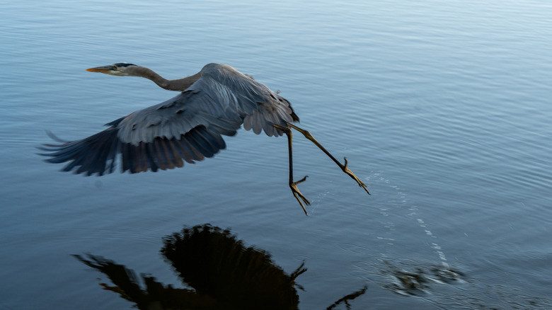Large bird flying over the water of Barefoot Beach Preserve