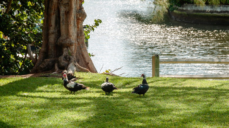 Ducks in a park by the river