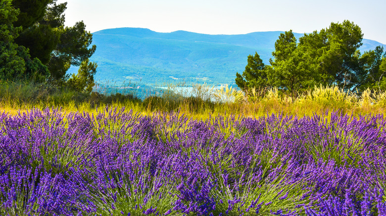 A lavender field in Provence, France, with a view of Lake Sainte-Croix