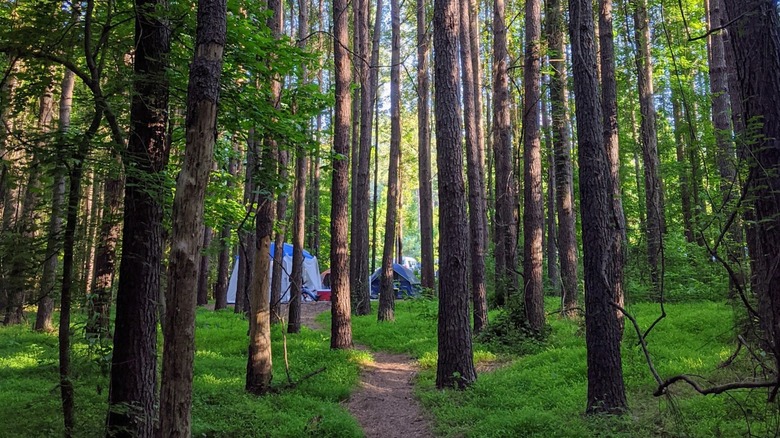 Tents among trees in Chattahoochee Bend State Park