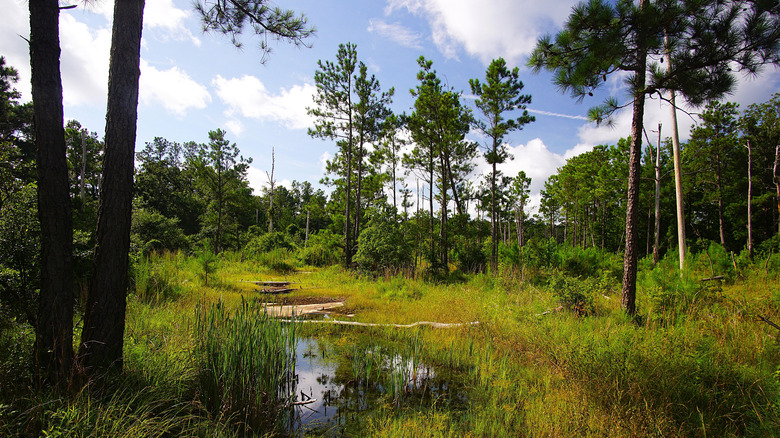 Trees and other greenery in Chattahoochee Bend State Park