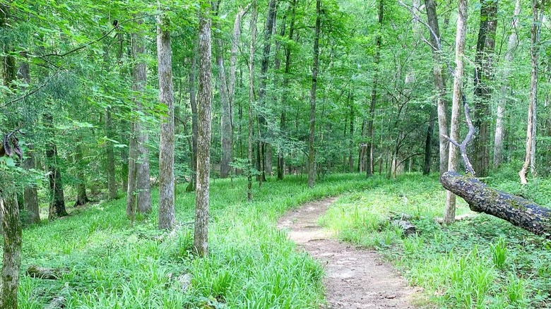 A dirt path winds through a lush hardwood forest at Watson Mill Bridge State Park, in Georgia.