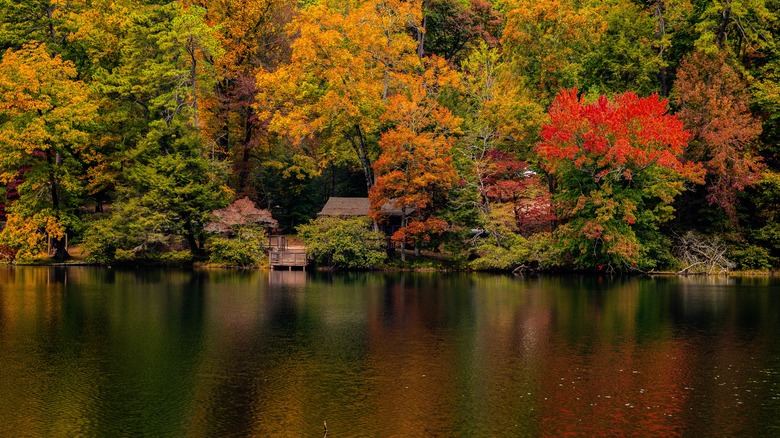 Hidden cabin in the trees at Vogel State Park