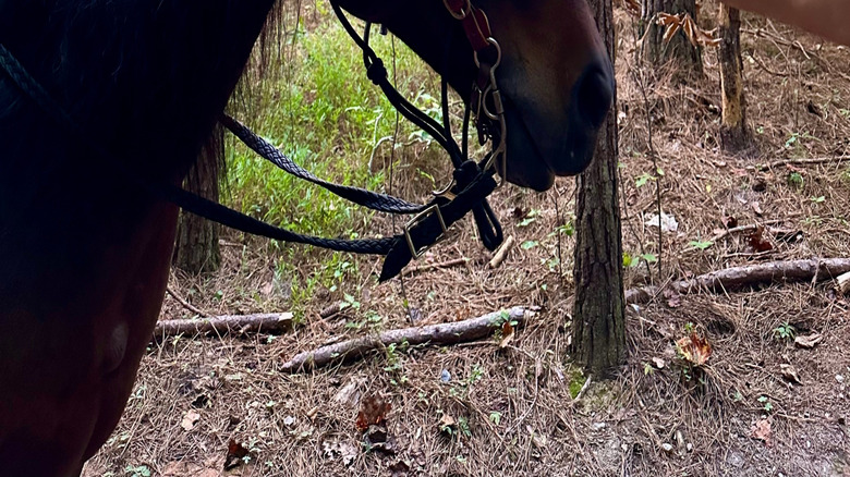 A person touching a horse's head