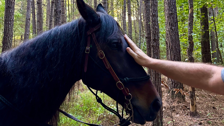 A person touching a horse's head